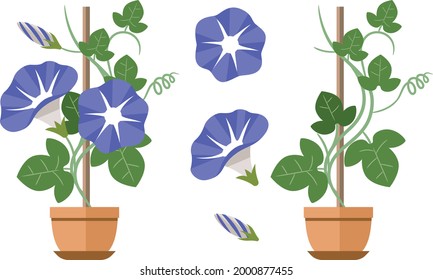 Illustrator of morning glory and flowerpot