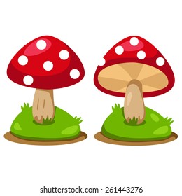 Illustrator of mushrooms