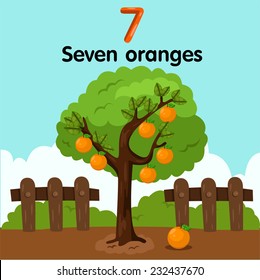 Illustrator of number seven oranges