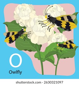 Ilustrador de O is Owlfly
