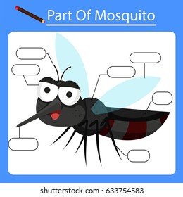 Illustrator of Part of Mosquito