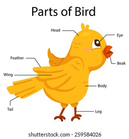 Illustrator parts of bird