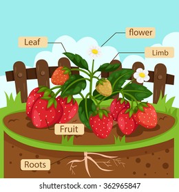 Illustrator of parts of strawberry
