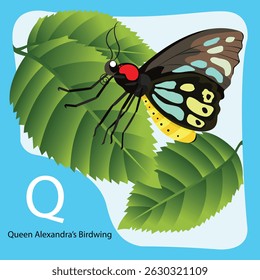 Illustrator of Q is Queen Alexandra’s Birdwing