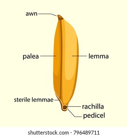 Illustrator of rice seed ingredient