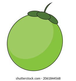 illustrator vector object coconut fruit
