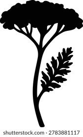 Illustrator Vector Yarrow plant medicinal herbs flower botanical silhouette