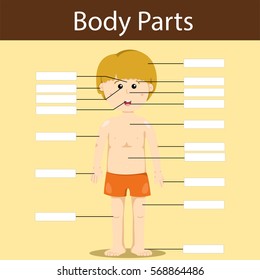 Illustrator of write body parts