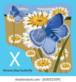 Illustrator of X is xerces blue butterfly
