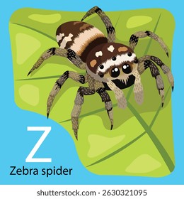 Ilustrador de Z é o inseto Zebra Spider