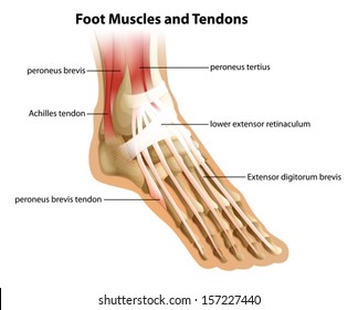 Illustrattion of the foot muscles and tendons on a white background