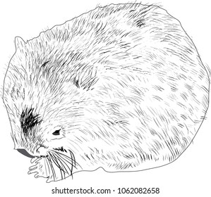 illustratuin with wombat sketch isolated on white background