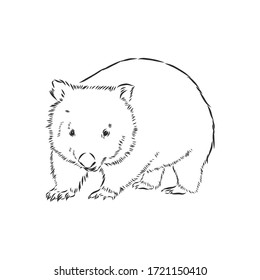 illustratuin with wombat sketch isolated on white background, wombat, vector sketch illustration