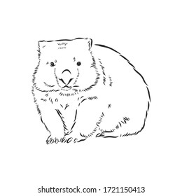 illustratuin with wombat sketch isolated on white background, wombat, vector sketch illustration