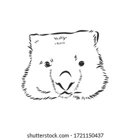 Illustration mit Wombat-Skizze einzeln auf weißem Hintergrund, Wombat, Vektorgrafik