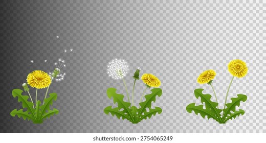 illustrtion of isolated Dandelion Flower Set