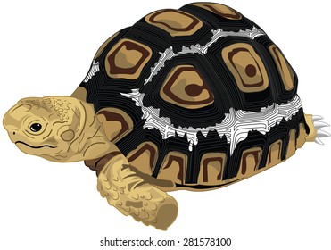 Illusttration - Leopard tortoise