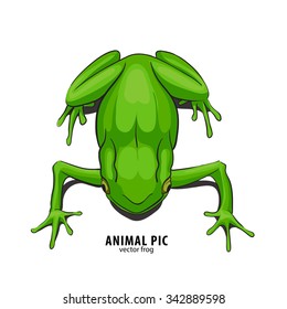 Illutration of frog on white background