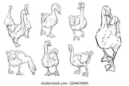 Illustration Handgezeichnete Schwäne auf Weiß 
einfarbiger Hintergrund-Farbstil 
für Kunstwerke, Lernen, Medien, Logo, Verpackungen.