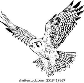 Ilustration of a peregrine falcon flying.