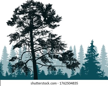 ilustration with pine forest silhouettes isolated on white background