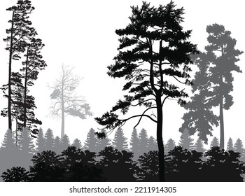 ilustration with pine forest silhouettes isolated on white background