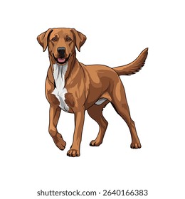 Ilustration vector golden retriever isolated on white