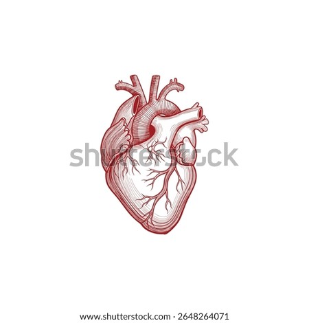 Ilustration vector graphic of human heart anatomy