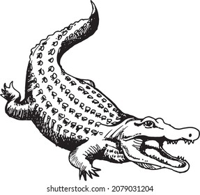 Ilustration vector graphic line art of Crocodile.
Fit for wallpaper, book illustration, coloring and other necessities.