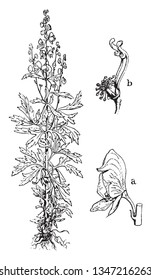 The image of Aconite flowering plant. The dark green leaves and each segment again is trilobed with coarse sharp teeth, vintage line drawing or engraving illustration.