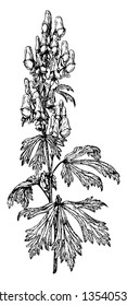 An image of Aconitum Autumnale flower plant. These plants leaves are five lobed flower color are blue, lilac, vintage line drawing or engraving illustration.