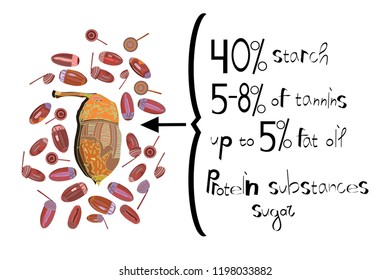 Image of an acorn with a chemical composition in percent. For chemistry and biology