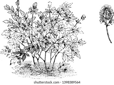 The image of Actaea Spicata Habit and Flower plant.  It has toothed; bipinnate compound leaves and flowers are bluish, vintage line drawing or engraving illustration.