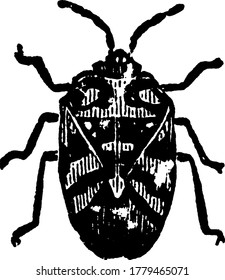 Image of adult Harlequin cabbage-bug of Murgantia histrionica species, vintage line drawing or engraving illustration.