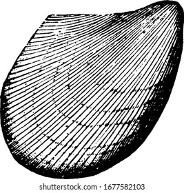 it is image of ambonychia mollusk, it is of flat shape and little narrow at one side, vintage line drawing or engraving 