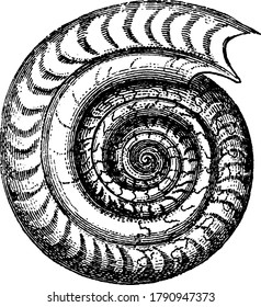 it is an image of ammonites bifrons, the shell is shown here with spirals in round size, three diagram are shown here with different shapes, vintage line drawing or engraving 