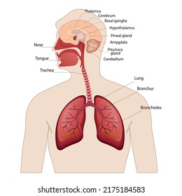 imagen de la anatomía de los pulmones y el cerebro de la localización de los órganos internos del cuerpo humano