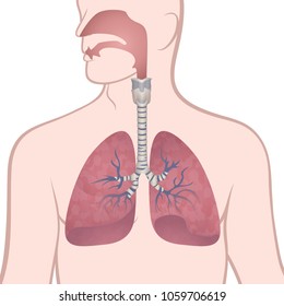 image of the anatomy of the lungs, the location of the internal organs of respiration in the human body