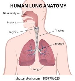 image of the anatomy of the lungs, the location of the internal organs of respiration in the human body