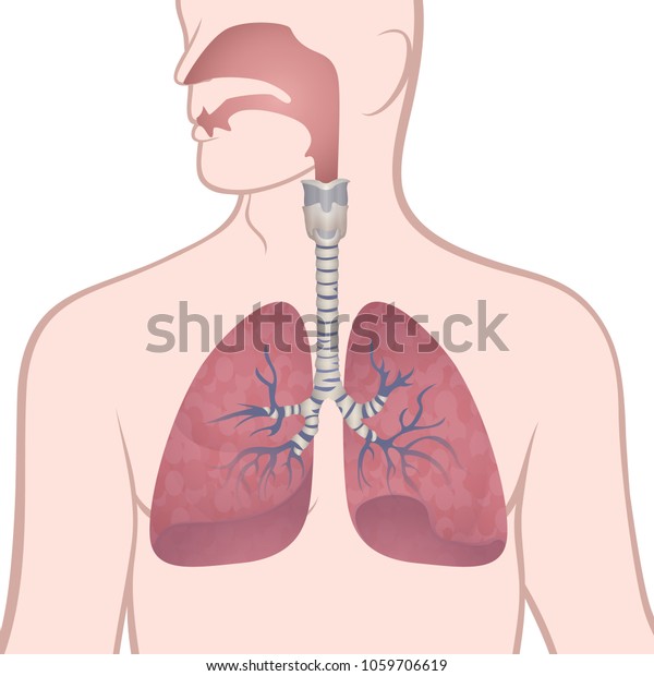 image of the anatomy of the\
lungs, the location of the internal organs of respiration in the\
human body