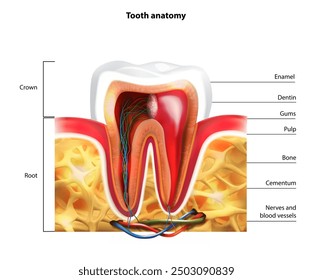 Image of the anatomy of a molar tooth. Vector illustration