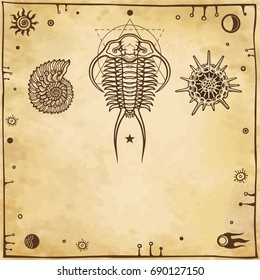 Image of ancient marine organisms: trilobit,  mollusk,  radiolaria. A background - imitation of old paper. Vector illustration.