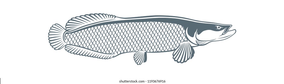 Image Arapaima Fish