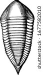 it is a image of articulate radiate, showing sections of the body one by one, it shows ancient radiate in it, vintage line drawing or engraving 