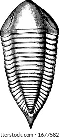 es una imagen de radiado articulado, mostrando secciones del cuerpo una por una, muestra un antiguo radiado en él, dibujo vintage de líneas o grabado 