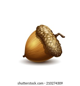 192,868 Acorns Images, Stock Photos & Vectors | Shutterstock