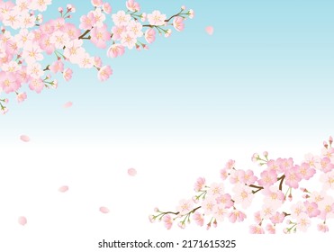 Image background of blue sky and cherry blossoms