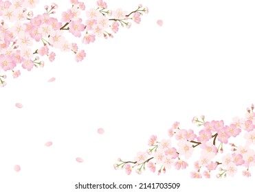 Image background of cherry blossoms