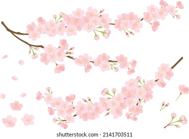 Image background of cherry blossoms