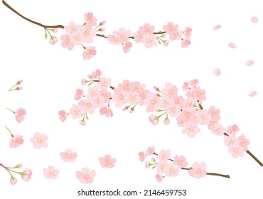 Image background of cherry blossoms